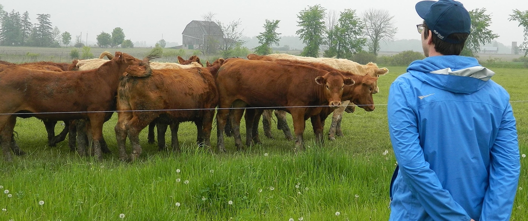 Field of cattle grazing